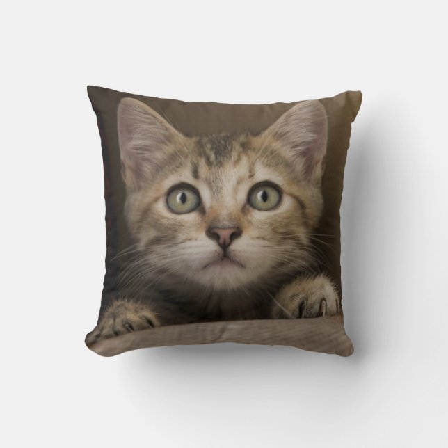 Cojín Decorativo Un gatito muy dulce del Tabby (Anverso)