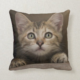 Cojín Decorativo Un gatito muy dulce del Tabby