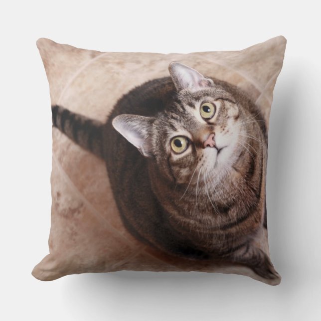 Cojín Decorativo Un gato de tabby que mira para arriba (Anverso)