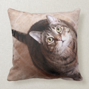 Cojín Decorativo Un gato de tabby que mira para arriba