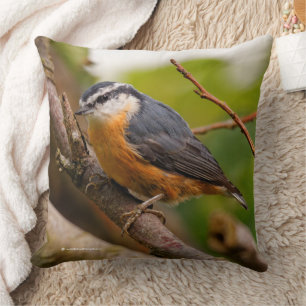 Cojín Decorativo Una Nuthatch roja escéptica