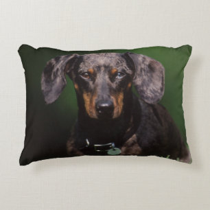 Cojín Decorativo Vista de Dachshund de color moteado