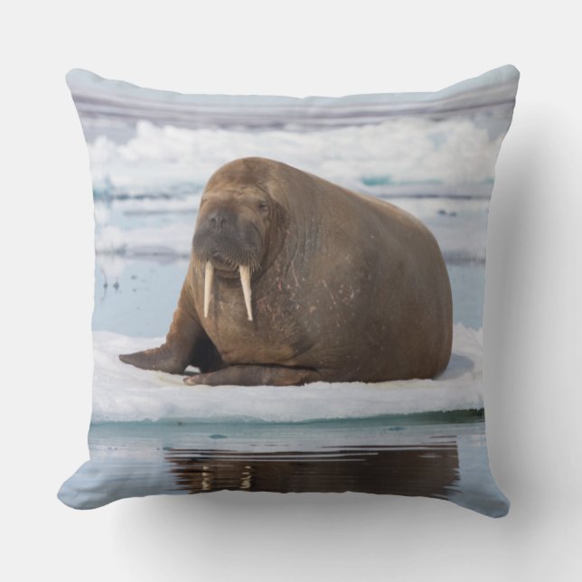 Cojín Decorativo Walrus descansando en el hielo, Noruega (Anverso)