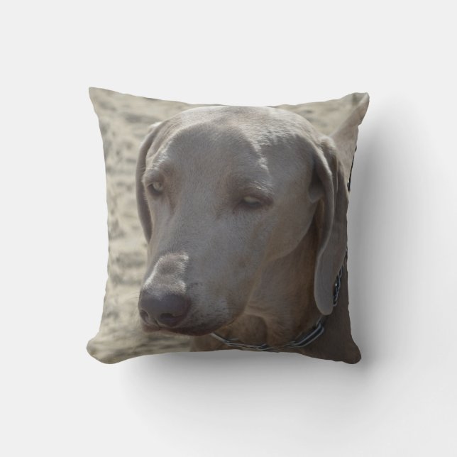 Cojín Decorativo Weimaraner magnífico (Anverso)