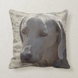Cojín Decorativo Weimaraner magnífico