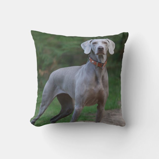 Cojín Decorativo Weimaraner Puppy Dog (Anverso)