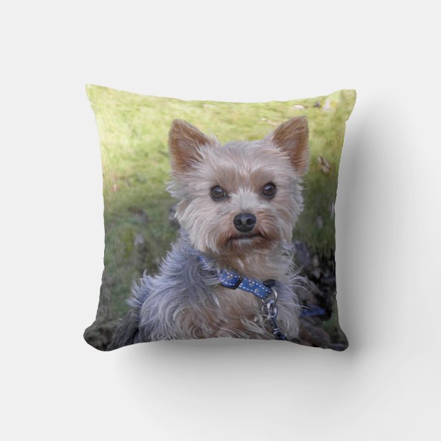 Cojín Decorativo Yorkie con el cuello azul (Anverso)