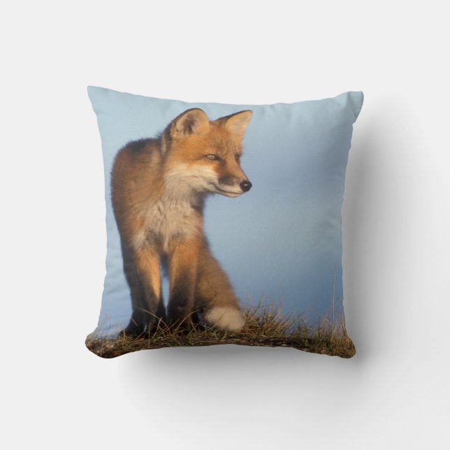 Cojín Decorativo zorro rojo, Vulpes vulpes (Anverso)