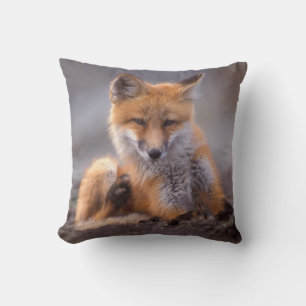Cojín Decorativo zorro rojo, Vulpes vulpes, cachorro rascándose,