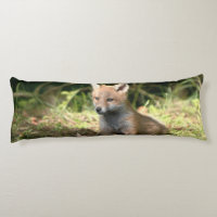 Little Cub Red Fox