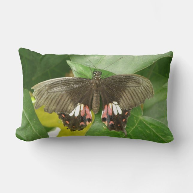 Cojín Lumbar Almohín de mariposa de cola de cerda (Anverso)