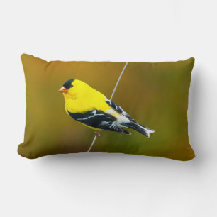 Cojín Lumbar American Goldfinch - Fotografía original