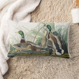 Cojín Lumbar Arte de vida silvestre del pato silbón de Audubon 