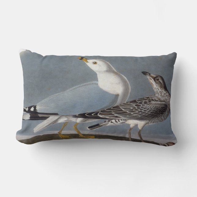 Cojín Lumbar Audubon: Gaviota Anillo-Cargada en cuenta (Anverso)