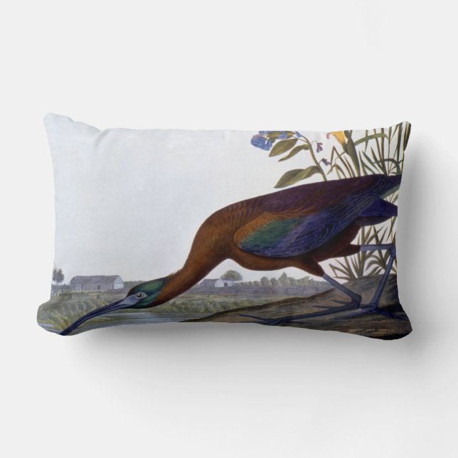 Cojín Lumbar Audubon: Ibis brillante (Anverso)