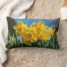 Bellos Daffodis Amarillos