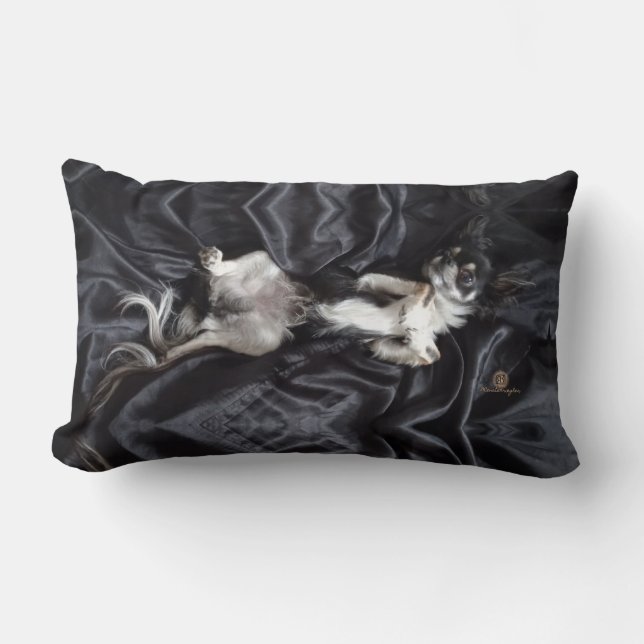 Cojín Lumbar Chihuahua sobre la seda negra (Anverso)