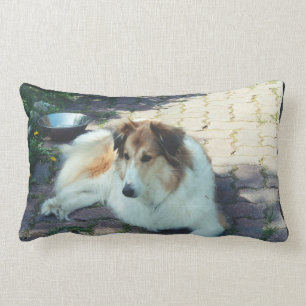 Cojín Lumbar Collie de Casey