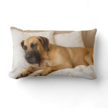 Cosy Great Dane Lumbar Pillow