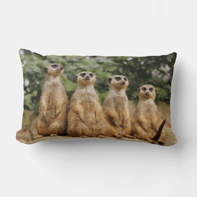 Cojín Lumbar Cuarteto de Meerkat 001 (Anverso)