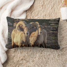 Curioso Desierto Bighorn Oveja Ram Y Ovejas