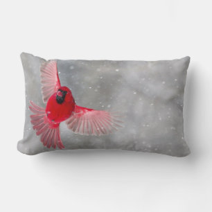 Cojín Lumbar EE.UU., Indiana, Indianápolis. Cardenal masculino