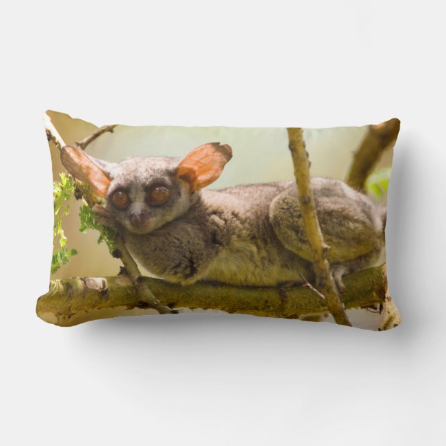 Cojín Lumbar El Bushbaby de Senegal (Galago Senegalensis) (Anverso)