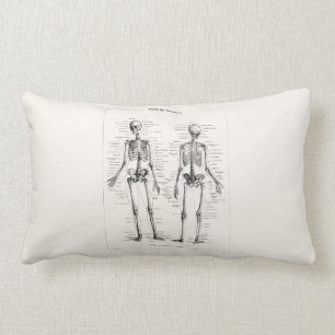 Cojín Lumbar El hueso humano esquelético de la anatomía del