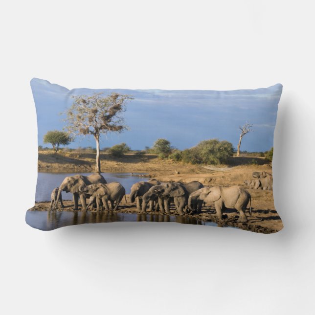 Cojín Lumbar Elefante de la Bush africana (Loxodonta Africana) (Anverso)