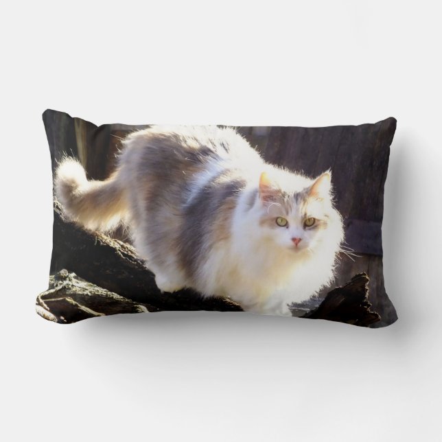 Cojín Lumbar Fluffy Diluir Calico Maine Coon Cat (Anverso)