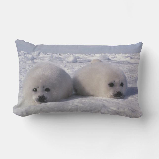 Cojín Lumbar Foca de Groenlandia (Phoca groenlandica) Crías de  (Anverso)