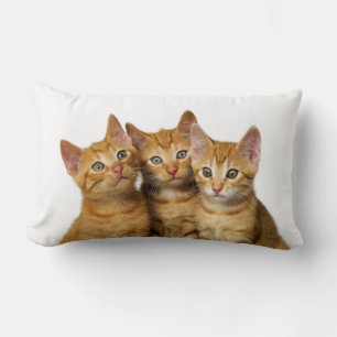 Cojín Lumbar Foto de cabeza de tres gatos de jengibre gatitos -