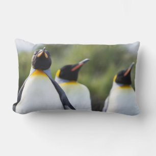 Cojín Lumbar Fotografía de los pingüinos del rey orgulloso