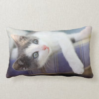 Gatito dulce en cama de la tela escocesa