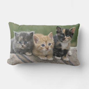 Cojín Lumbar Gatitos de grano en una manta de caballos