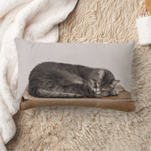 Cojín Lumbar Gato de Tabby gris que duerme en la caja