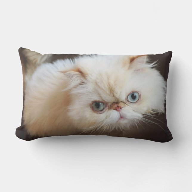 Cojín Lumbar Gato en una caja (Anverso)
