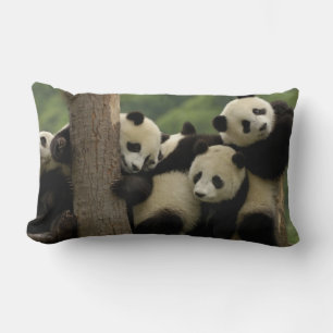 Cojín Lumbar Gigantes pandas bebés Ailuropoda melanoleuca)