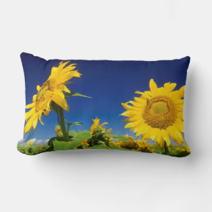 Cojín Lumbar Girasoles (Helianthus Annuus), Cerca De Senekal