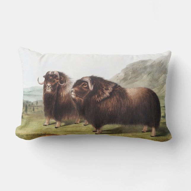Cojín Lumbar Ilustracion Musk Ox (Ovibos moschatus) (Anverso)