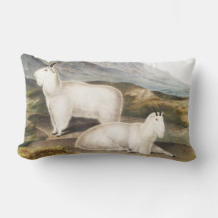 Cojín Lumbar Ilustracion Rocky Mountain Goat (Capra Americana)
