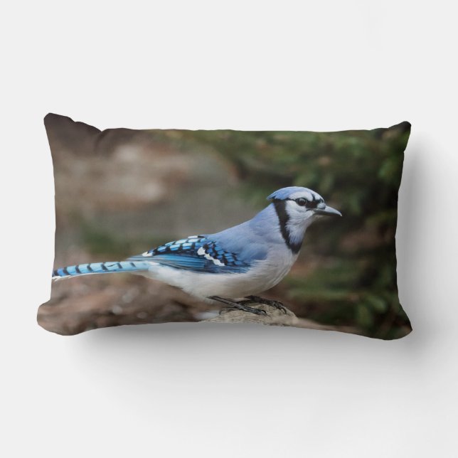 Cojín Lumbar Jay azul en invierno (Anverso)