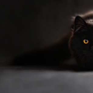 Cojín Lumbar lindo gato negro