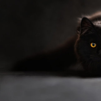 Cojín Lumbar lindo gato negro