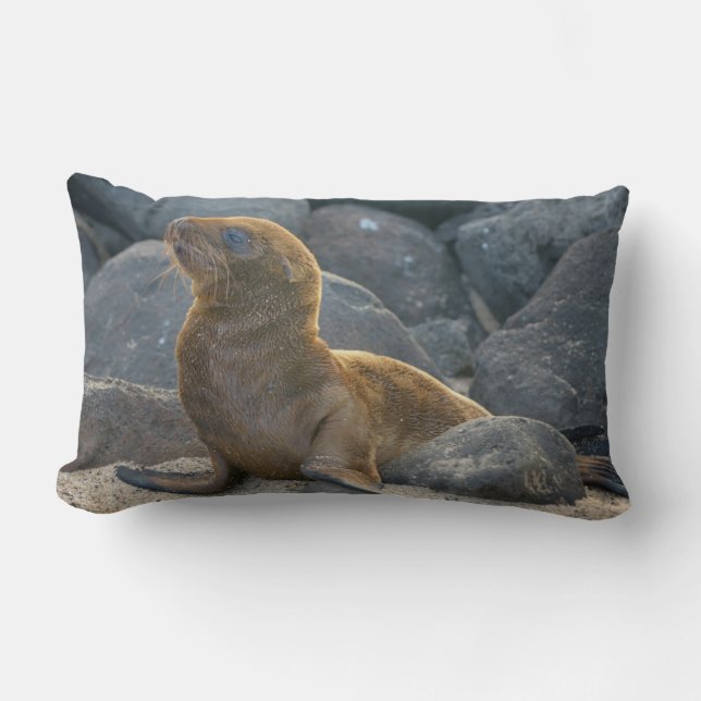 Cojín Lumbar Lobo Marino de Galápagos (Anverso)