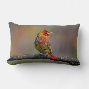 Cojín Lumbar Moldura de Tanager de escarlata - Fotografía origi