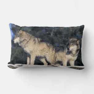 Cojín Lumbar Norteamérica, EE. UU., Minnesota. Lobo Canis 2