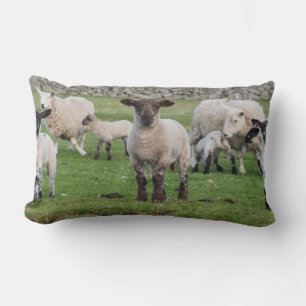 Cojín Lumbar Oveja Shetland