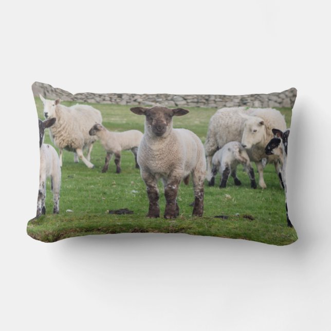 Cojín Lumbar Oveja Shetland (Anverso)