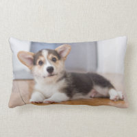 Perrito del Corgi Galés del Pembroke